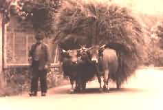 Char  boeufs 1971  Langogne